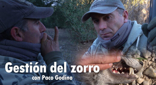 Gestión del zorro con   Paco Godino